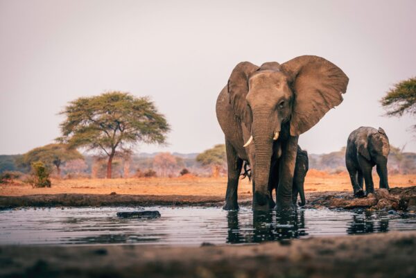 Elefanti al waterhole in un safari sudafricano