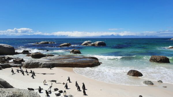 Pinguini africani sulla spiaggia di Boulders Beach